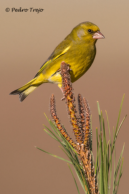 Verderon (Carduelis chloris)